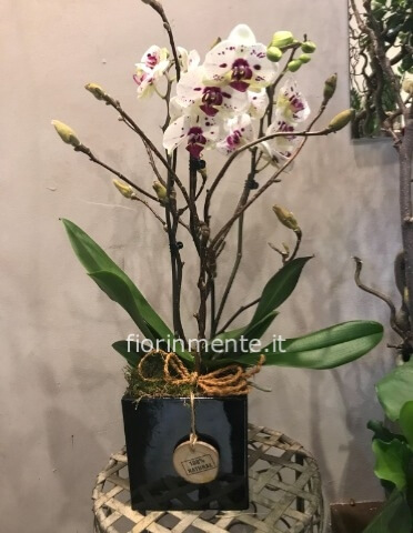 Orchidea Phalaenopisis con Rami di Stagione
