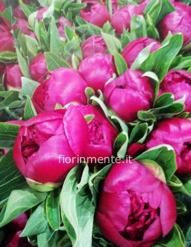 Peonie a stelo