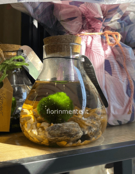 Marimo, alga dell'amore eterno